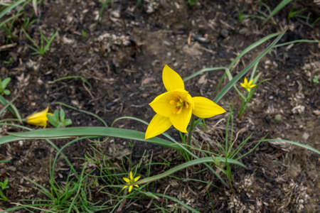 Steppe primrose yellow tulip (Tulipa scythica) on the groundの写真素材