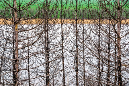 Dry trunks and branches of pine trees against the background of a reservoir and a green spring fieldの写真素材