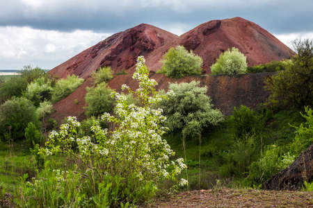 Blooming blackthorn bush against the background of red hills of burnt dumps of a coal mineの写真素材