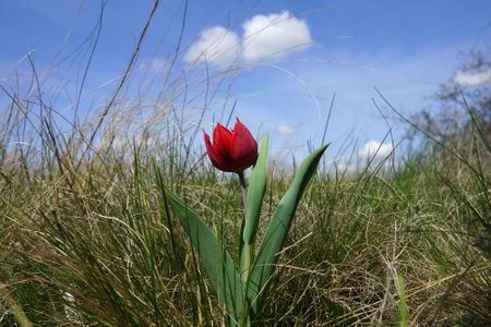 A single red wild-growing tulip in the steppe against the background of a blue sky with white cloudsの写真素材