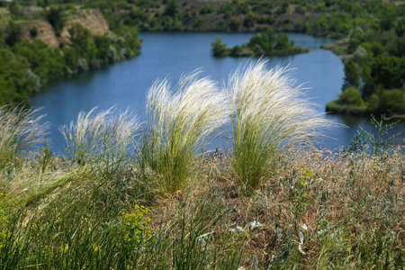 White strands of feather grass on the background of a lake in an old quarry near the town of Kamensk-Shakhtinsky, Rostov region, Russiaの写真素材