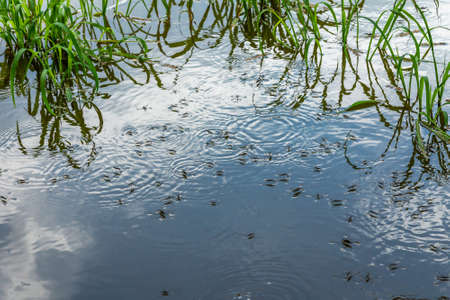 Accumulation of water striders on the surface of the water among reflections and aquatic vegetationの写真素材