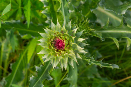 Top view of a prickly pink thistle flower on blurred green vegetation backgroundの写真素材