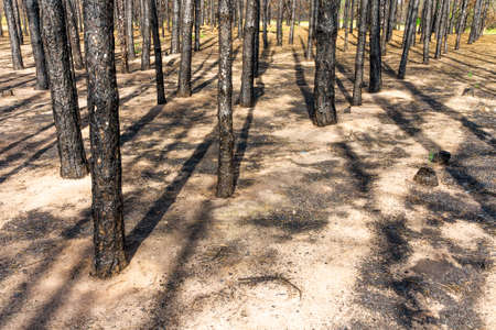 Charred trunks of trees and burned-out needles after a fire in a pine forestの写真素材