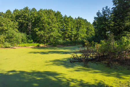 Forest swamp covered with bright green duckweed among tall trees on a sunny day. Environs of the village of Vyoshenskaya, Russiaの写真素材
