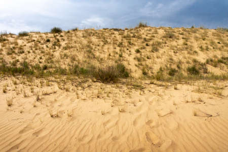 Yellow sandy rampart in the desert with bunches of low grassの写真素材