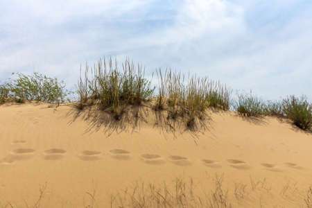 A chain of human footprints on the slope of a sand duneの写真素材