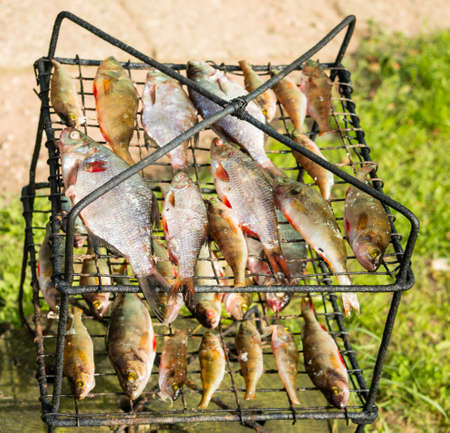 River fresh fish on the grill for smoking