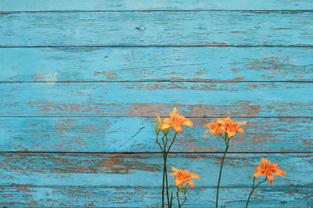 Tiger lily on a blue wooden shabby background with copy-space. Cute and colorful texture perfect for banners or cardsの写真素材