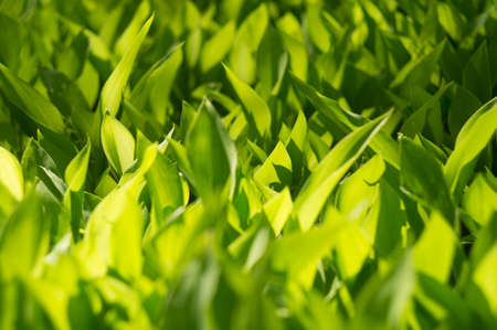 part of a meadow in woodsの写真素材