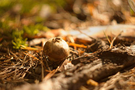 Sponge mushroom in forest close-upの写真素材