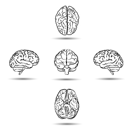brains from different sides isolatedのイラスト素材