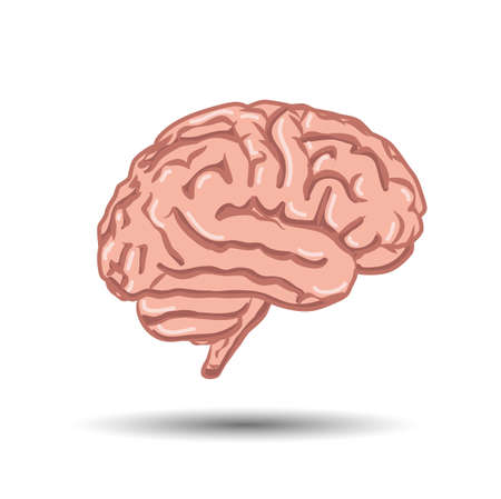 illustration of human brain on white backgroundのイラスト素材