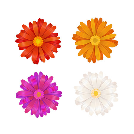 Set of colourful gerbera flowers isolated on whiteのイラスト素材