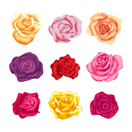 Set of beautiful bright colorful rosebuds isolated on whiteのイラスト素材