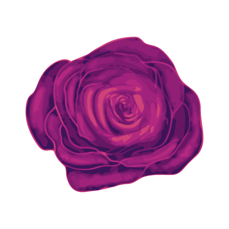 Bright beautiful purple rose bud isolated on whiteのイラスト素材