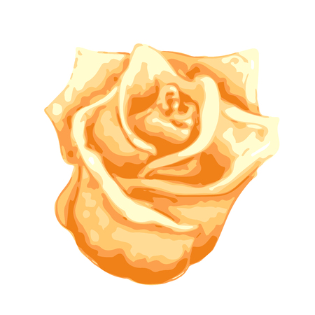 Bright beautiful yellow rose bud isolated on whiteのイラスト素材