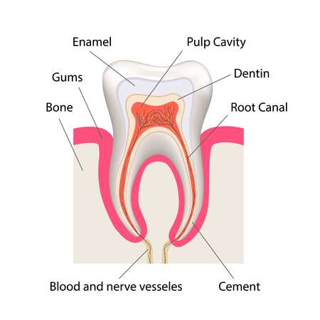 Detailed human tooth anatomy infographic chart on whiteのイラスト素材