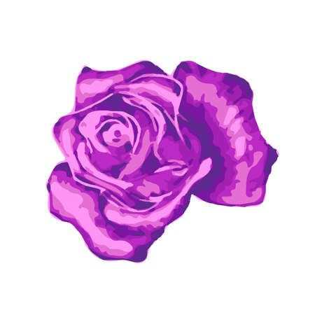 Bright gentle beautiful purple rose bud on whiteのイラスト素材