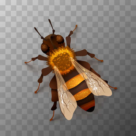 Detailed realistic honey bee, insect on transparentのイラスト素材