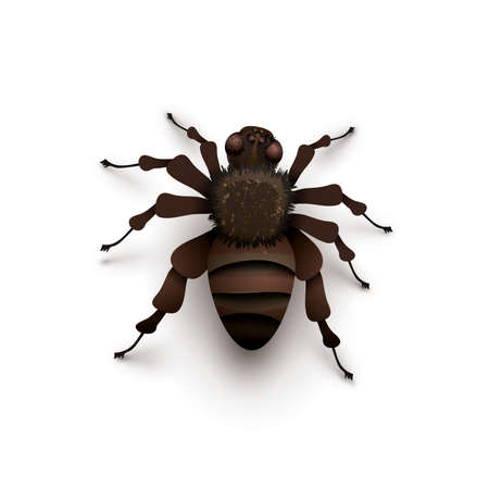 Detailed realistic spider on whiteのイラスト素材