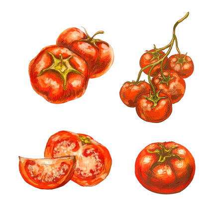 Bright colorful sketches of tomatoes on whiteのイラスト素材