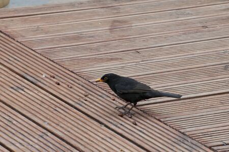 Male Blackbird.の写真素材