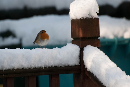 Robin in the snow.の写真素材
