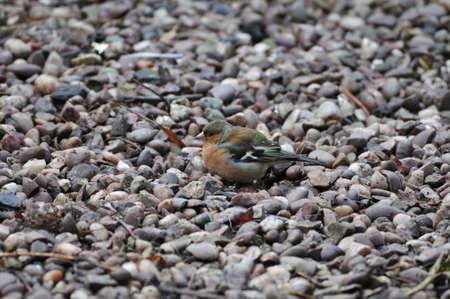 Male Chaffinch on pebbles.の写真素材