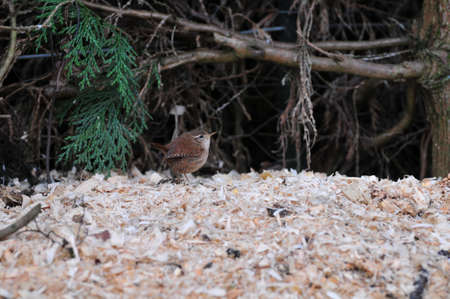 Wren searching for food の写真素材