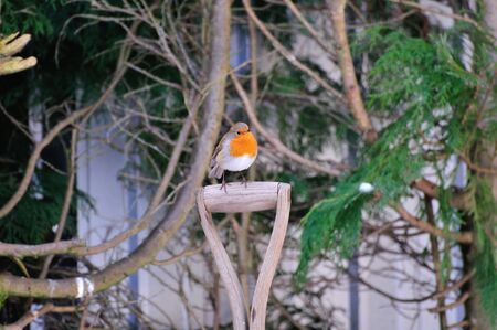 Robin on a spade, の写真素材