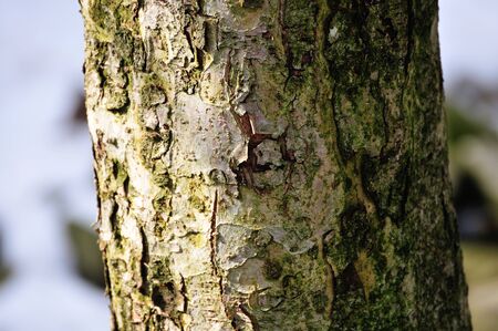Trunk of an apple tree 