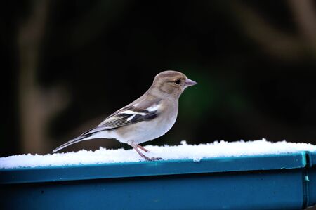 Chaffinch の写真素材