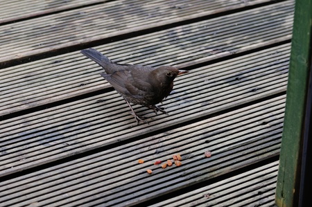 Blackbird feeding off Sultanas の写真素材