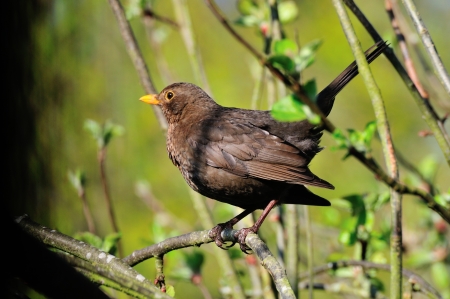 Female Blackbird の写真素材