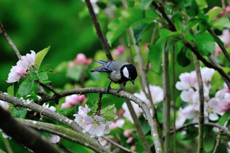 Great tit amongst apple blossom の写真素材