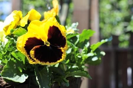 A yellow Pansy.の写真素材