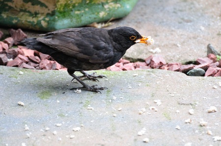 Female Blackbird without a tail の写真素材
