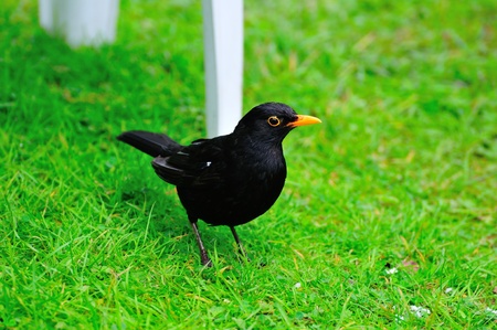 Male Blackbird on the ground の写真素材