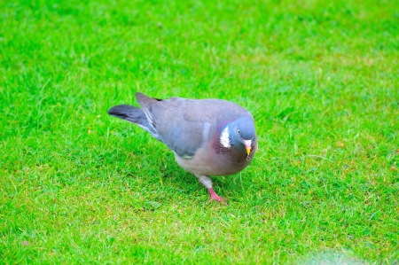 Wood pigeon on the ground  の写真素材