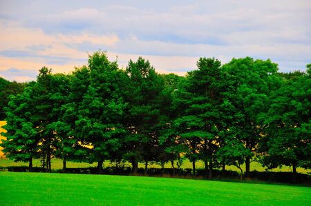 Line of green trees の写真素材