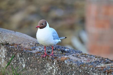 Adult Black Headed gull 