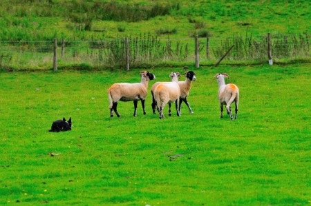 Four Swaledale sheep and a dog の写真素材