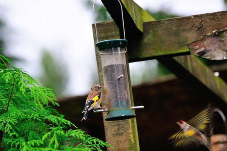 One Juvenile Goldfinch feeding on Nyger seeds, on one of my garden feeders.の写真素材
