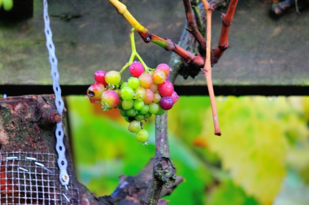 A bunch of grapes which are outdoors up here in Scotland  A black variety which never really develope to be ripe for human consumption  The Blackbirds really love them at this stage  In two or three days these will be gone の写真素材