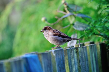 Small House Sparrow standing on my garden fence.の写真素材