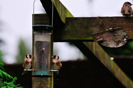 Two Goldfinch perched on a Niger seed feederの写真素材