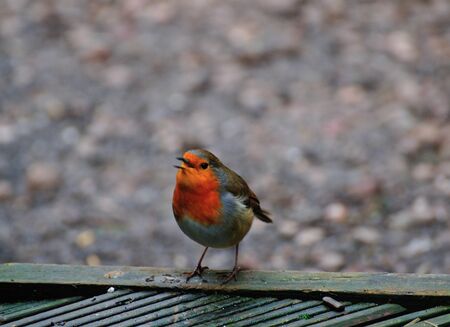 One of a pair of Robins that visit me daily at my urban garden in Scotland の写真素材