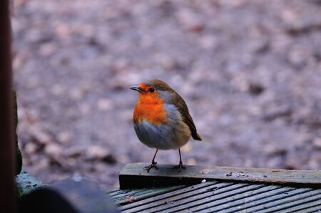 One of a pair of Robins that visit me daily at my urban garden in Scotland の写真素材