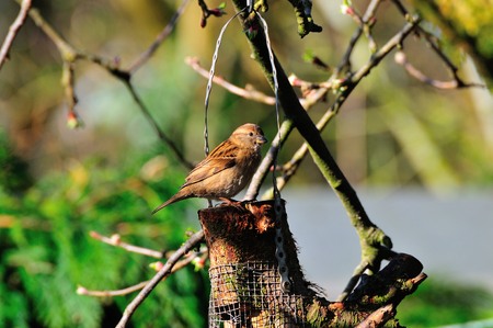 Female House Sparrow at my feedres below my apple tree at the bottom of my Urban Garden の写真素材
